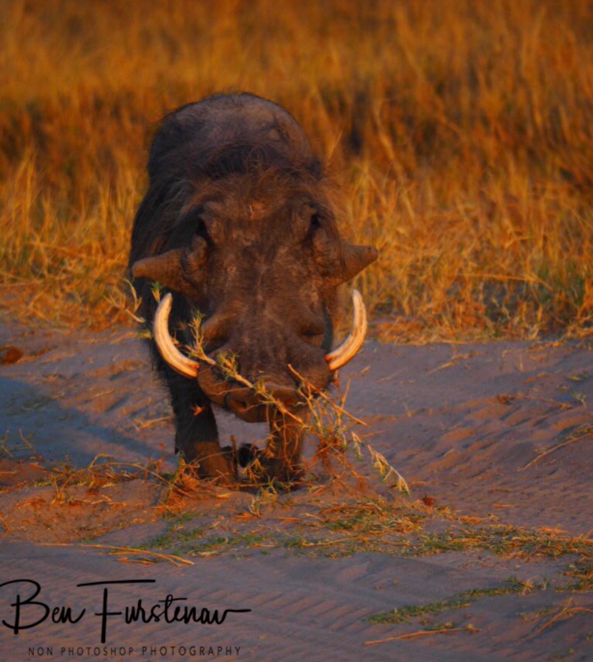 Track repairs, Moremi National Park, Okavango Delta, Moremi National Park 