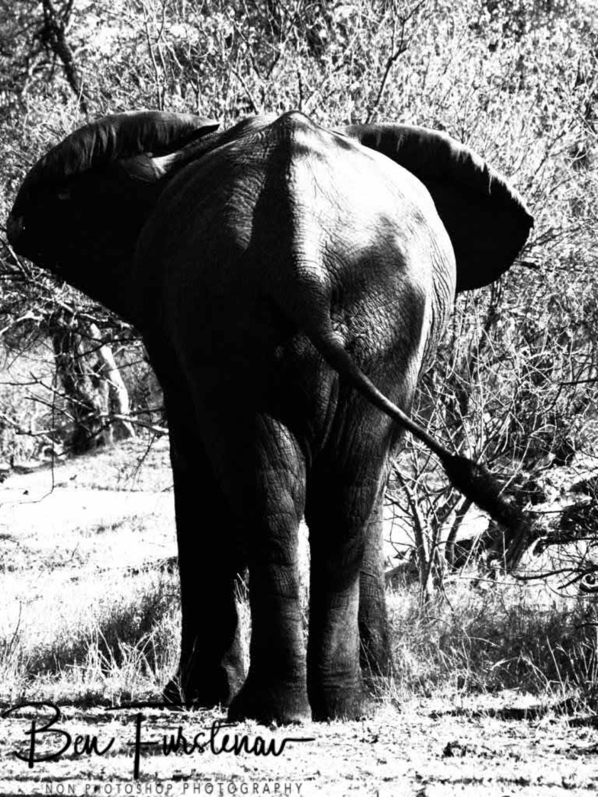 Classic photo, Moremi National Park, Okavango Delta, Botswana 