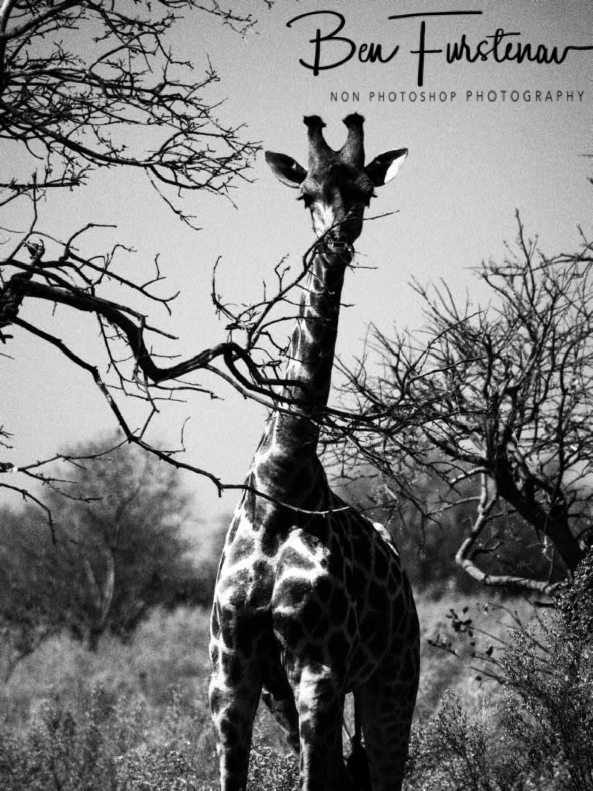 Thorn by my side, Moremi National Park, Botswana 