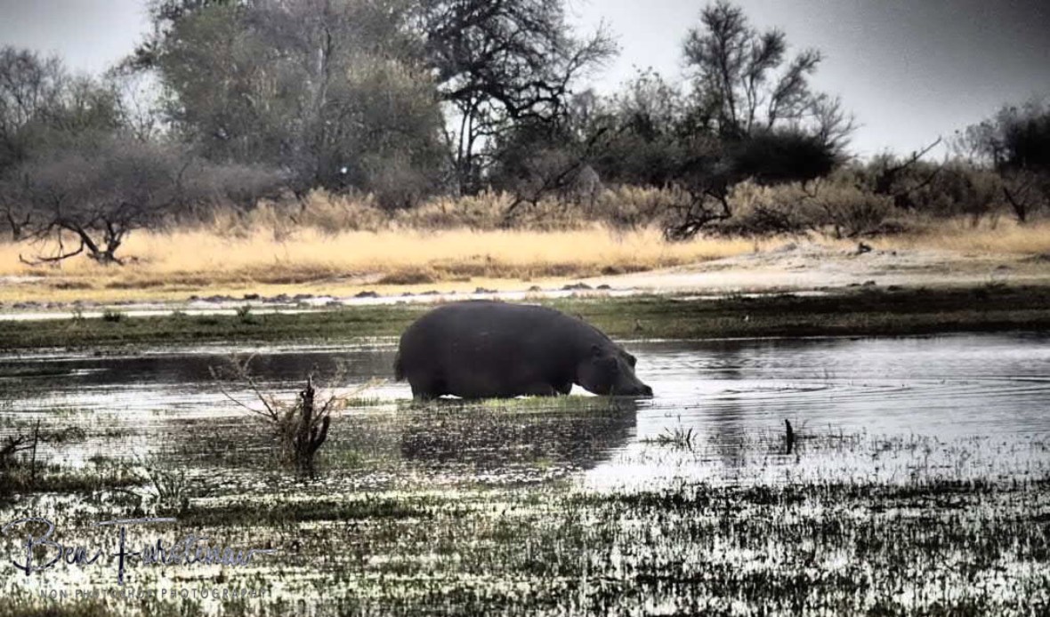 Returning from the nights shift, Moremi National Park, Okavango Delta, Botswana 