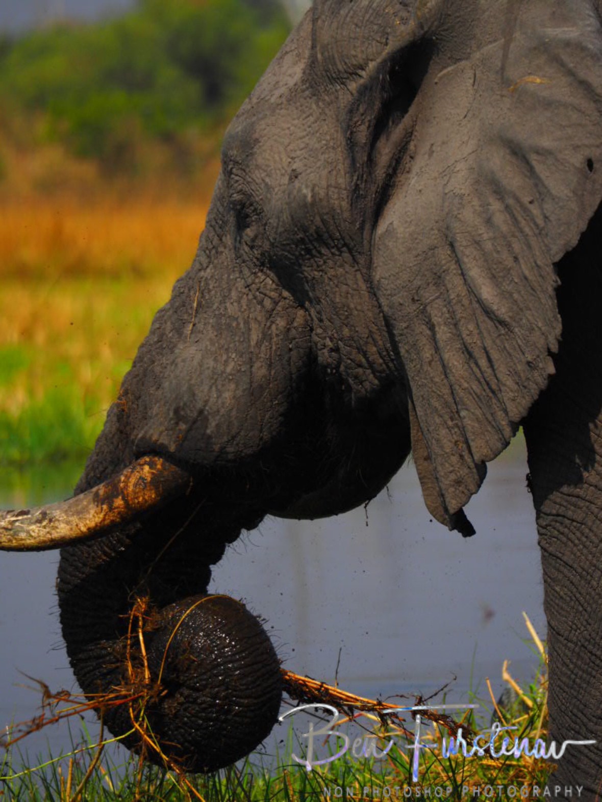 Feeding close up, Moremi National Park, Botswana