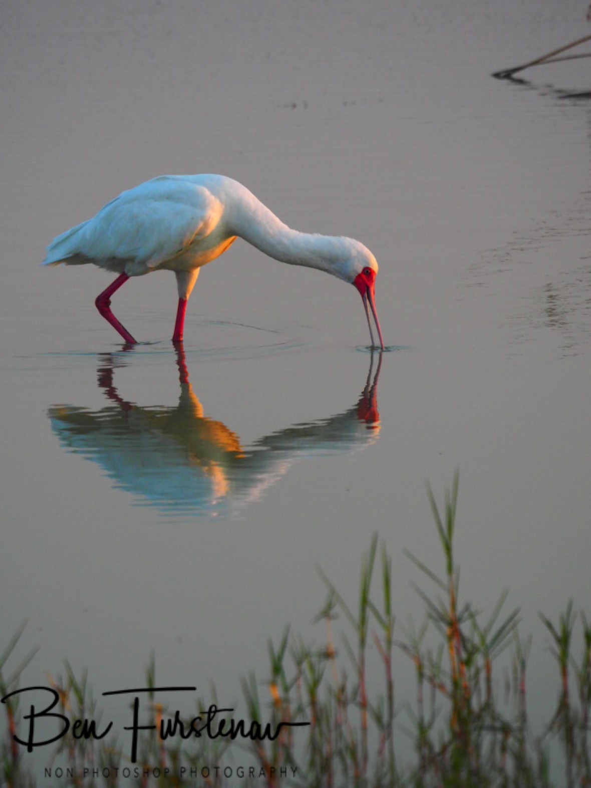 A spoonbill scouts the shallow waters, Moremi National Park, Okavango Delta, Botswana 