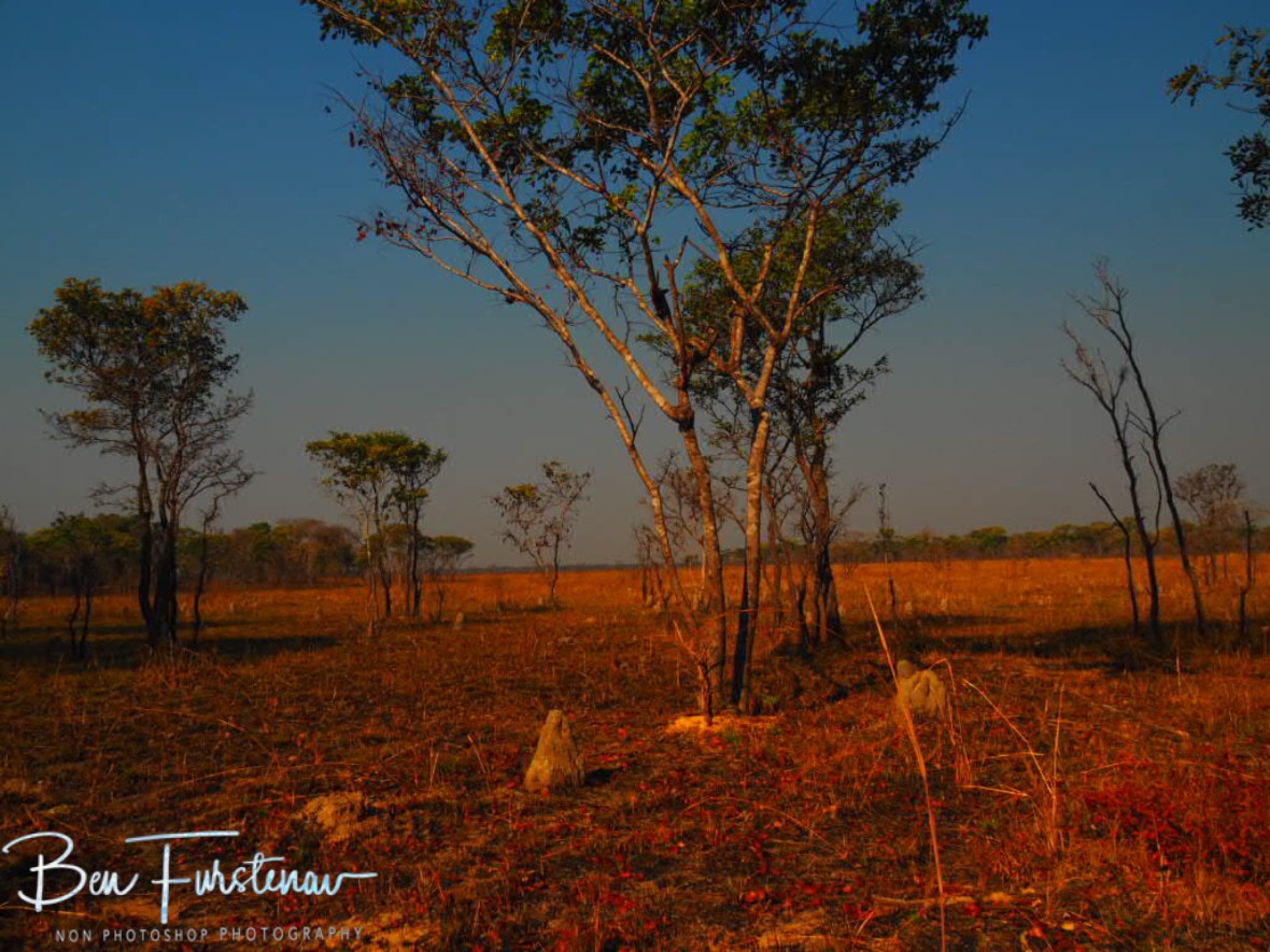Resemblence to Cape York, Kafue National Park, Zambia 