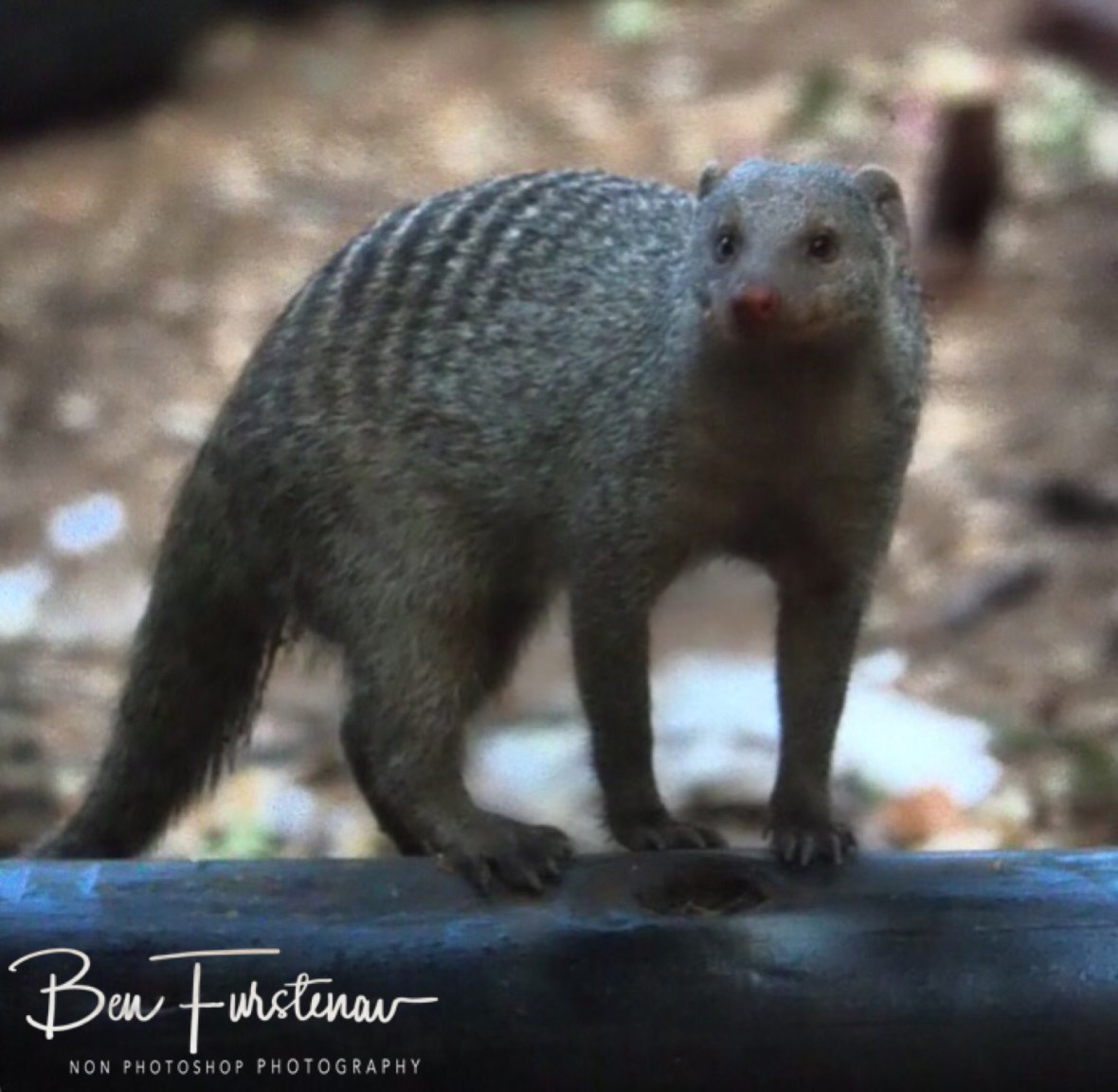 Stripped mongoose on the lookout, Kasane, Chobe River, Botswana 