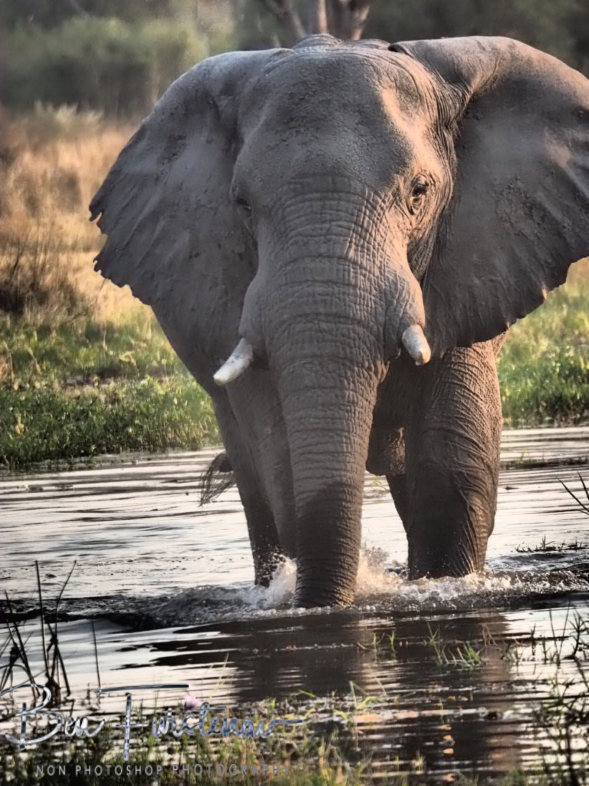 Intrigued by Zimba? Moremi National Park, Okavango Delta, Botswana