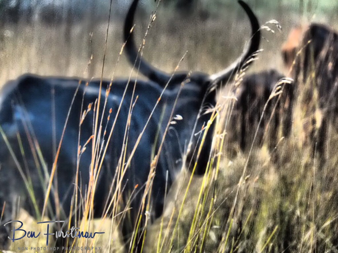 Longhorns in long grass, Liuwa Plains National Park 