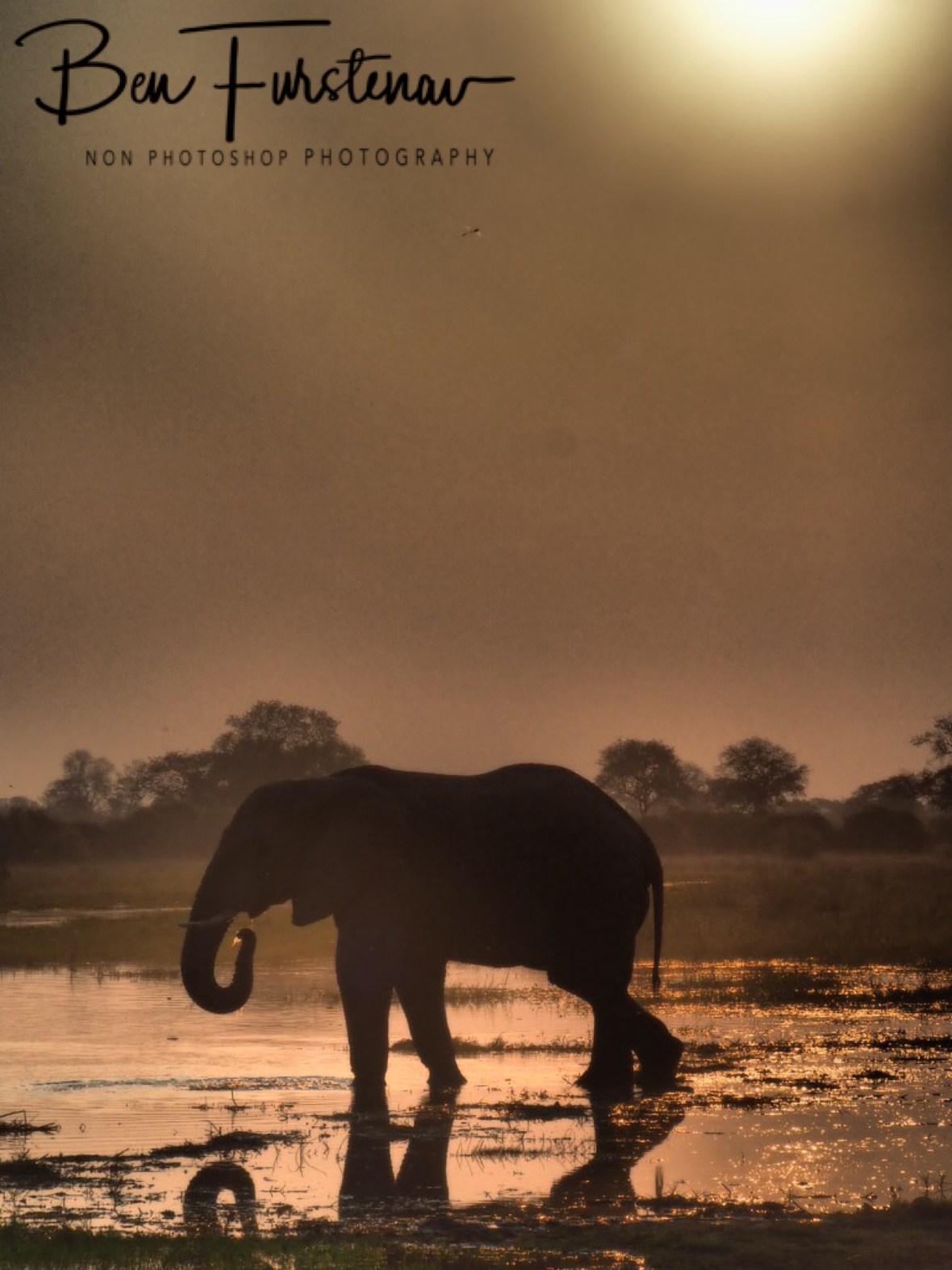 Shame the sun was just a little too high, Moremi National Park, Botswana