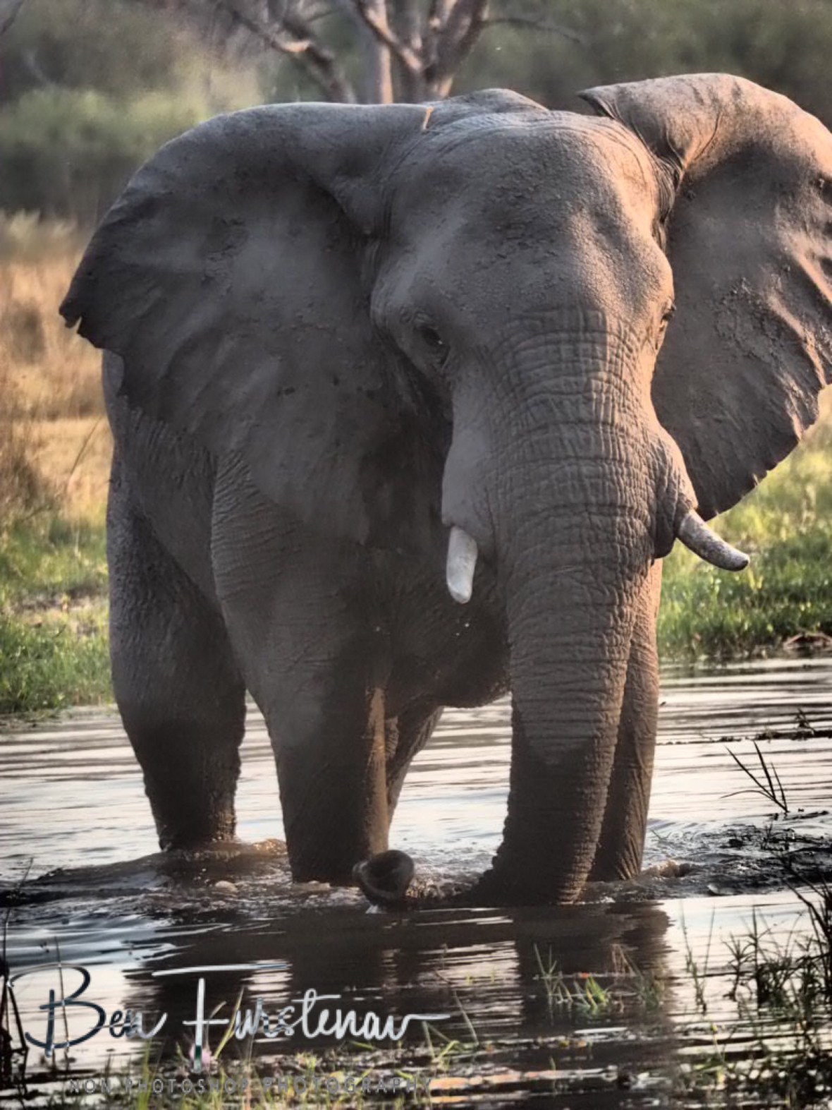 Keeping a good eye out, Moremi National Park, Botswana