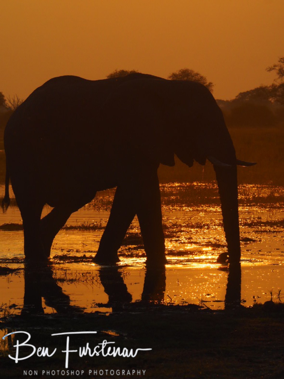 Elephantastic sunset, Kwai Region, Okavango Delta, Botswana 