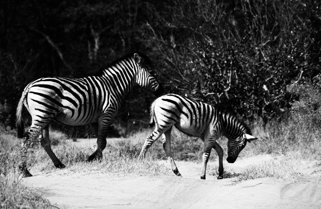 Classic zebra crossing practice with mum, Moremi National Park, Okavango Delta, Botswana 