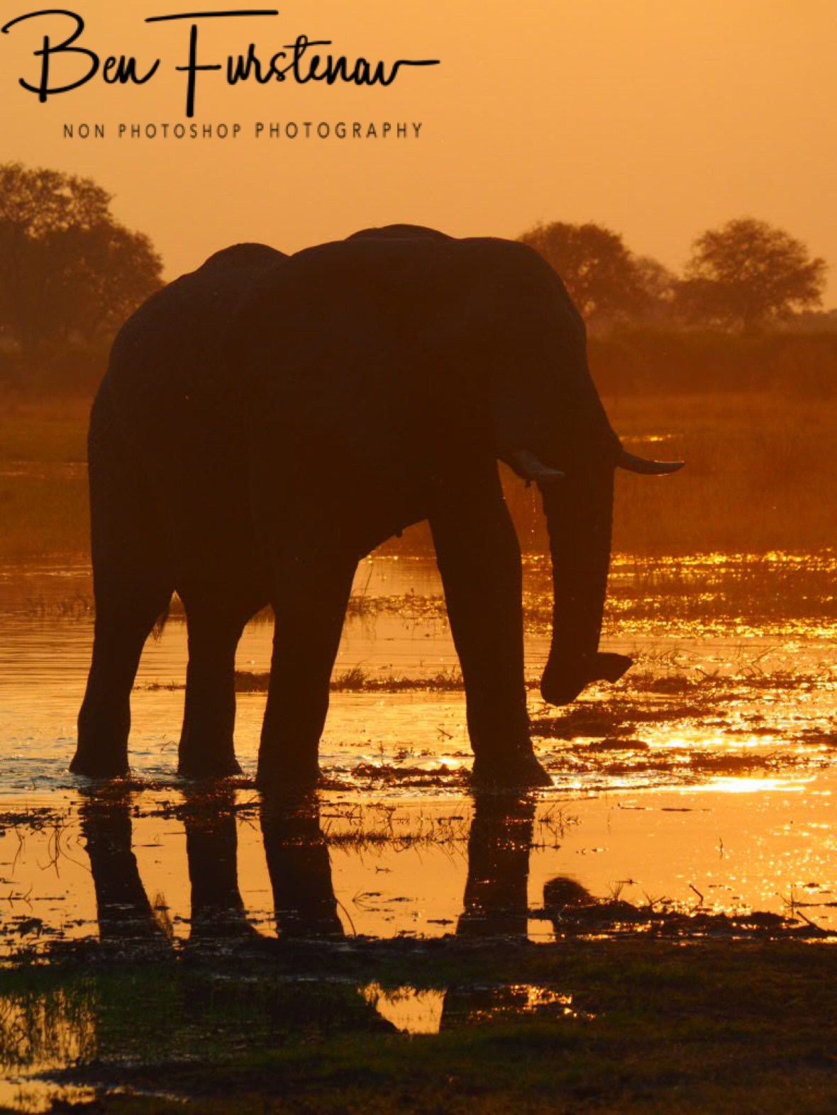 Sunset stroll along the water, Moremi National Park, Botswana