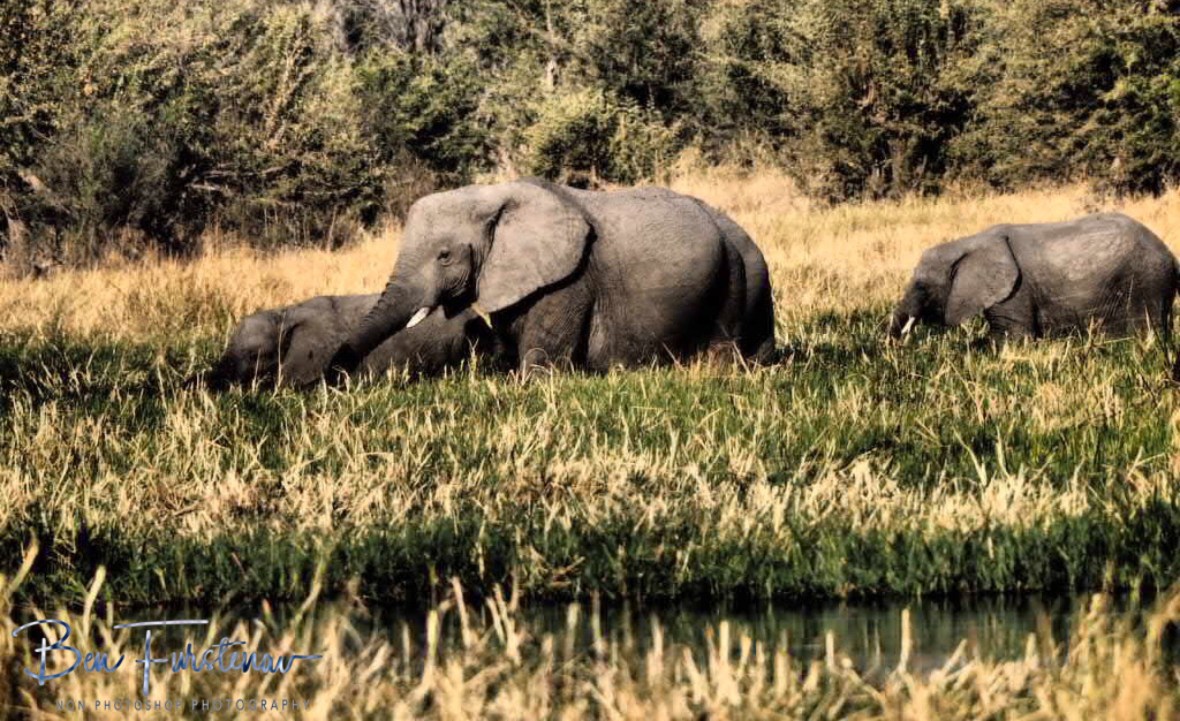 Elephants travel long distance for this abundance of water and food, Moremi National Park, Botswana