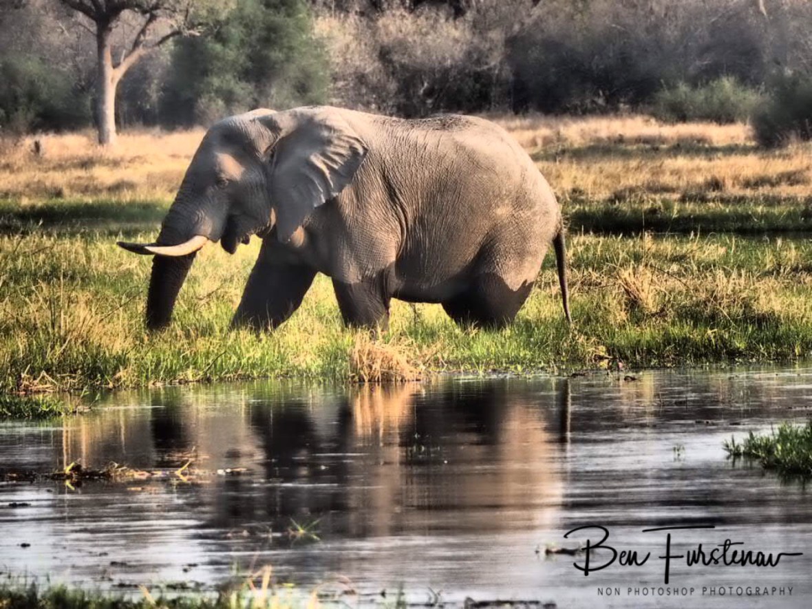 Early afternoon reflections, Moremi National Park, Botswana