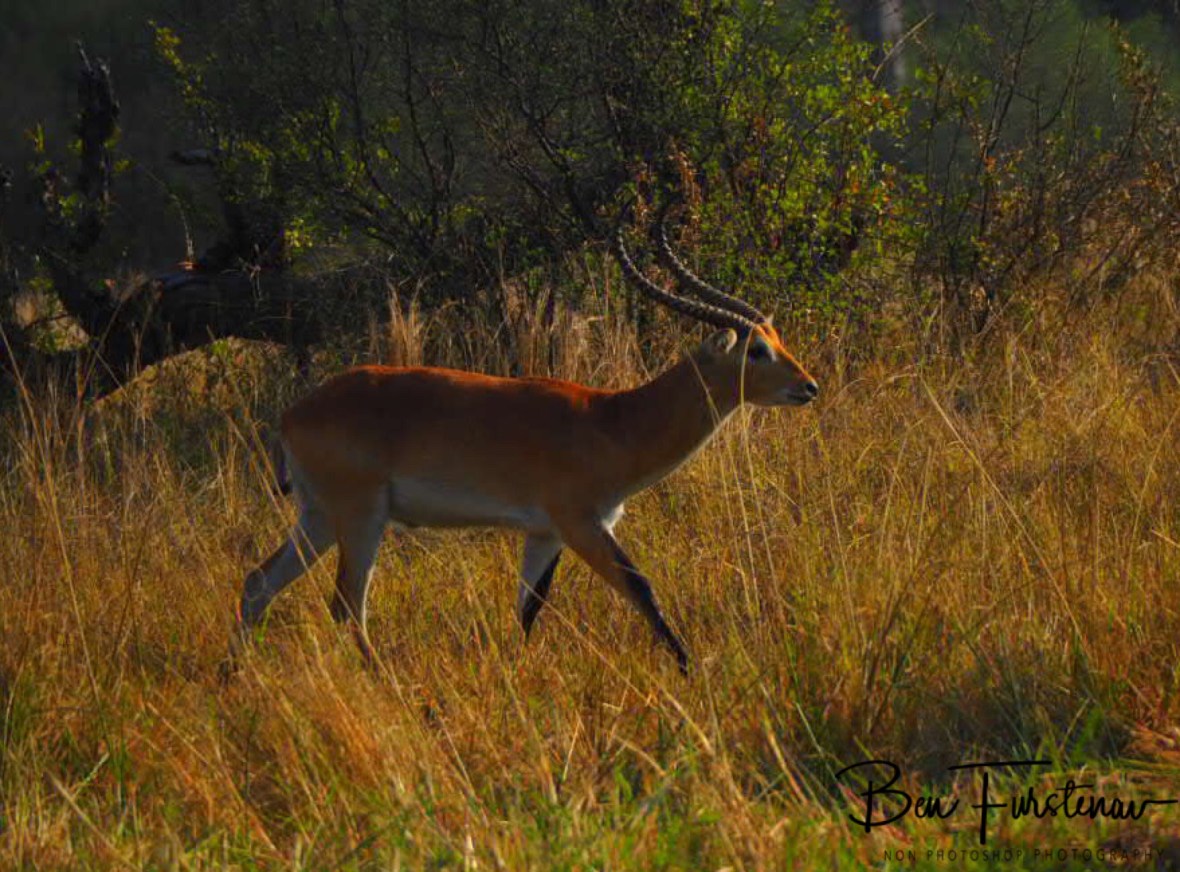 Something in sight, Moremi National Park, Botswana 