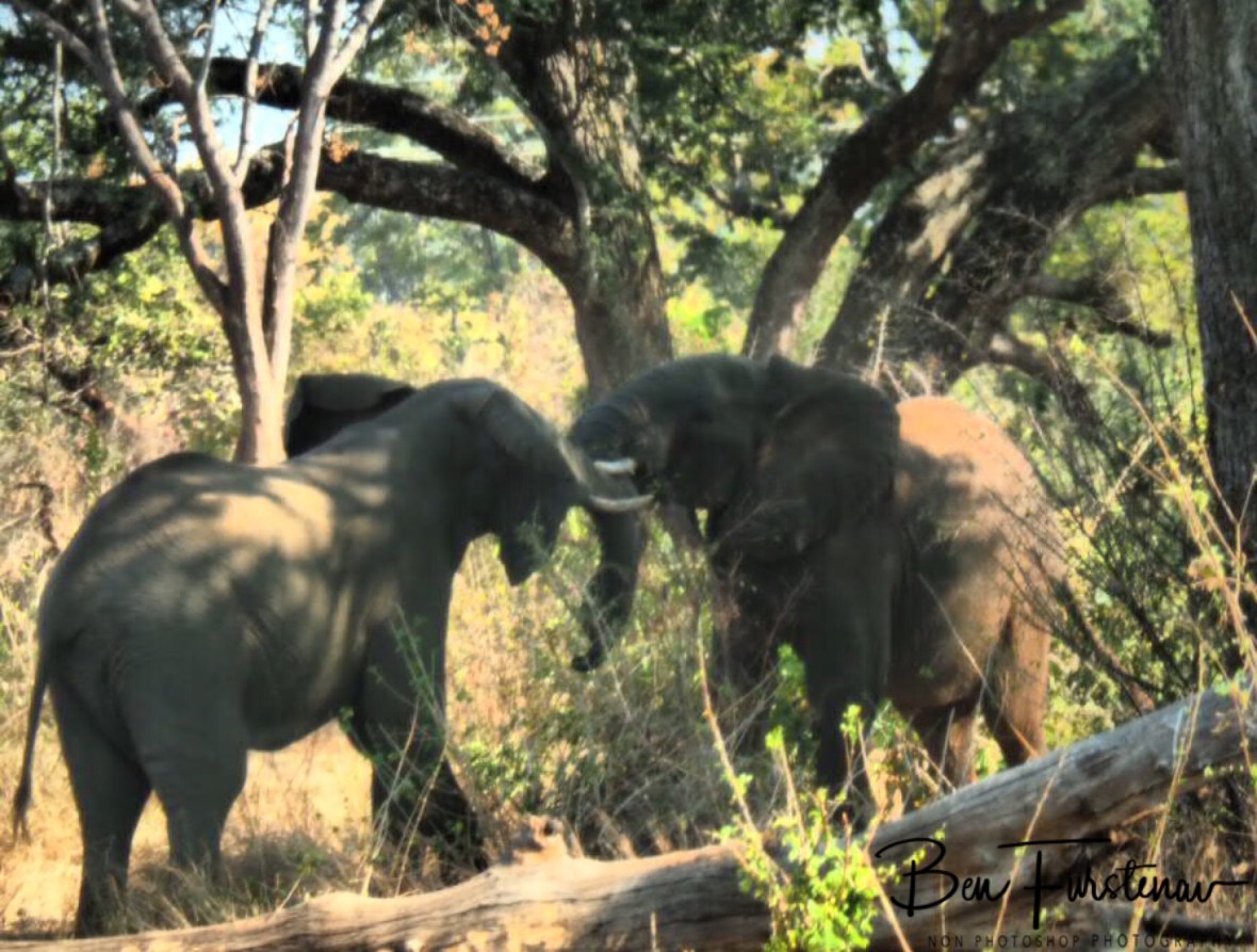 A play fight between young elephant bulls, Livingstone, Zambia 