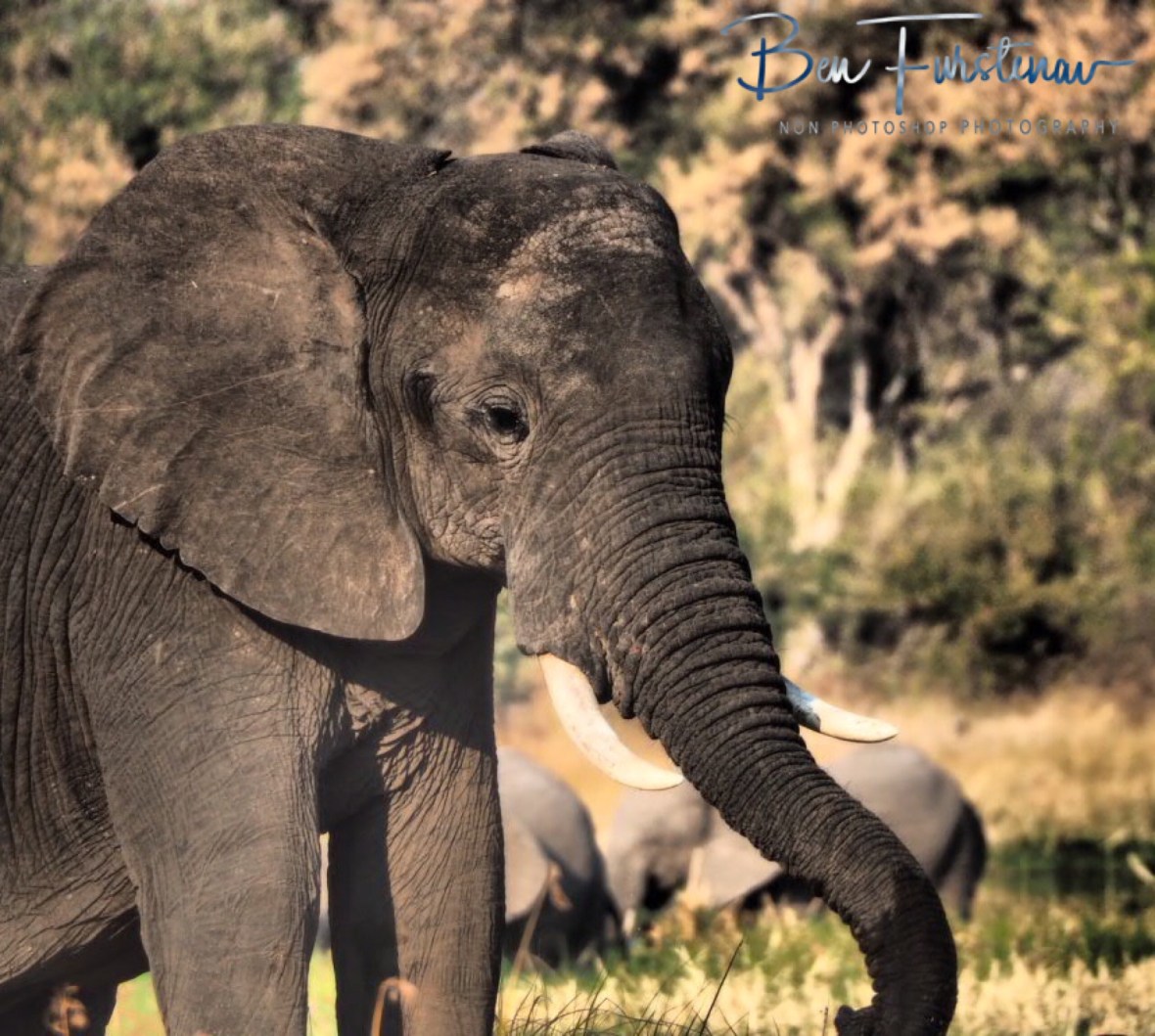 Surrounded by elephants, Moremi National Park, Botswana