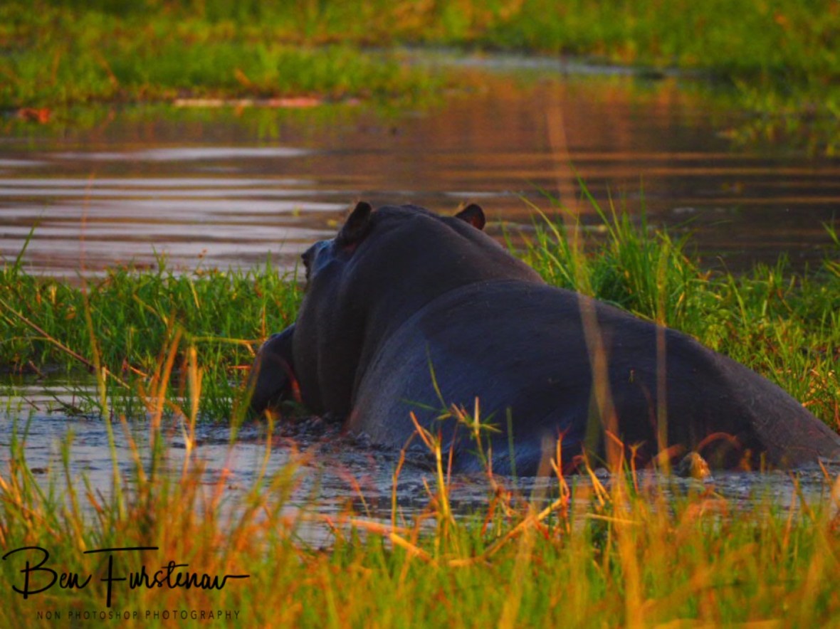 Hippos enjoy the grassy shores, Kwai Region, Okavango Delta, Botswana