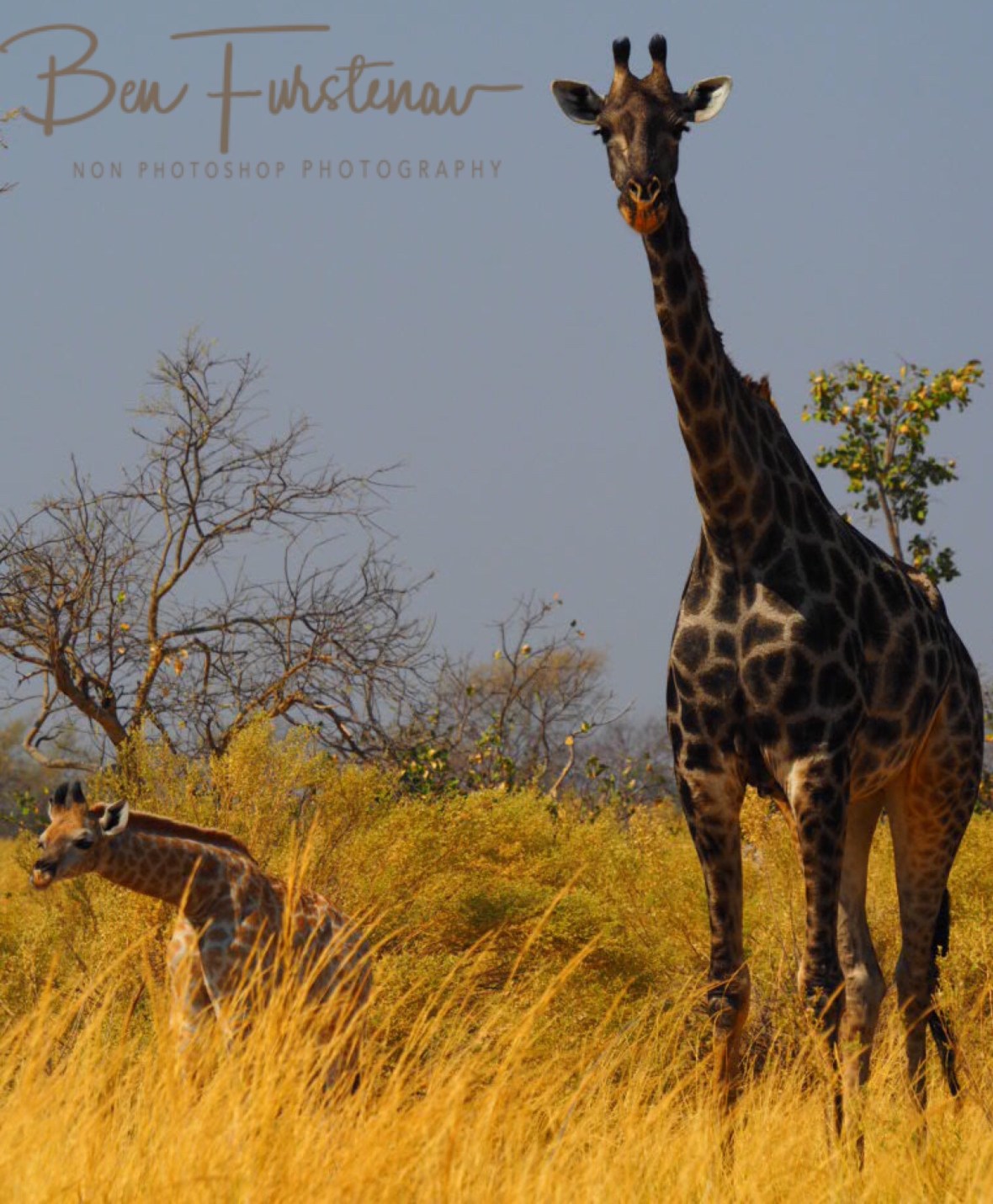 Don’t trust that Zebra, Moremi National Park, Botswana 