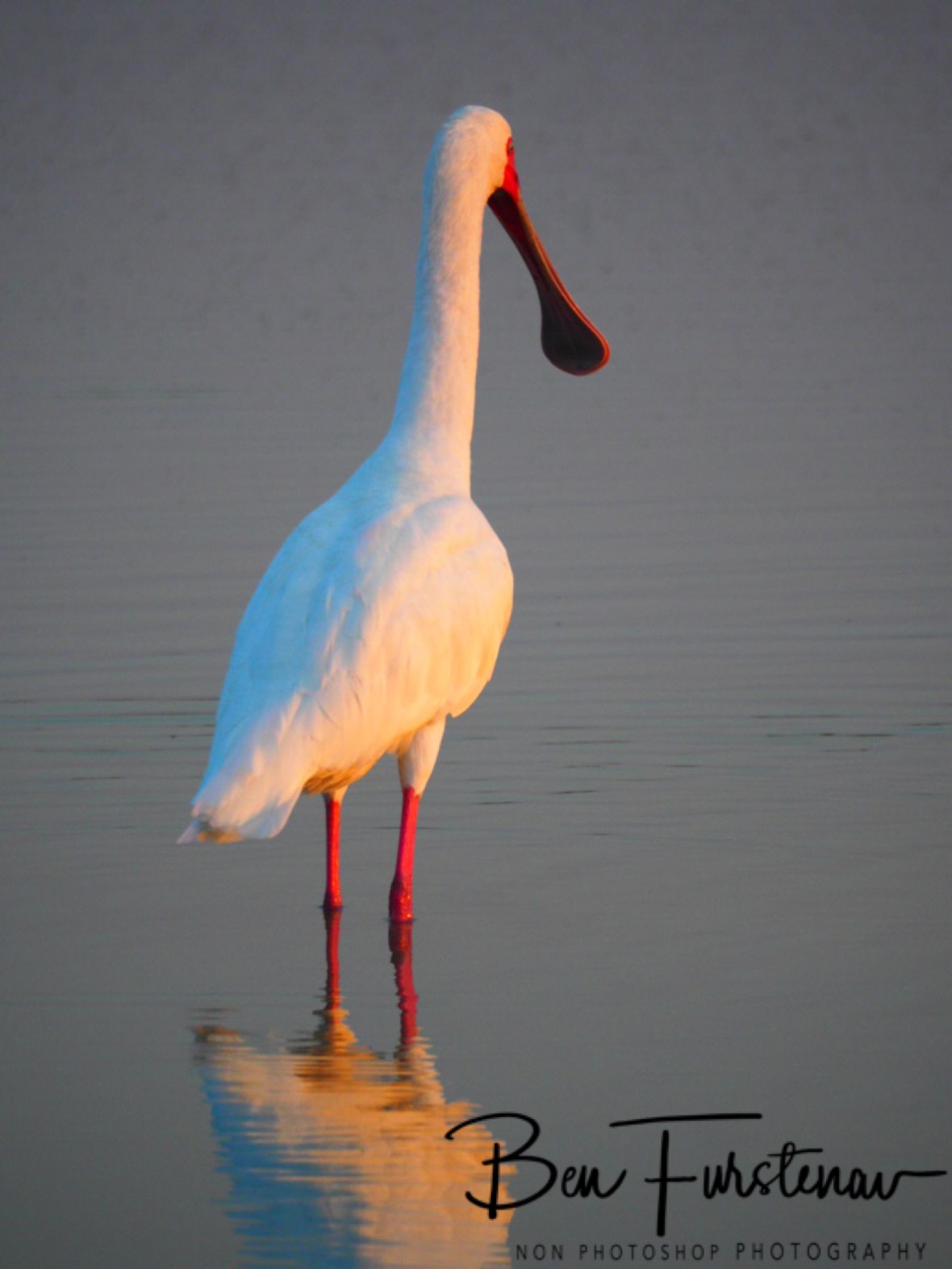 Stop and wait, Moremi National Park, Okavango Delta, Botswana 