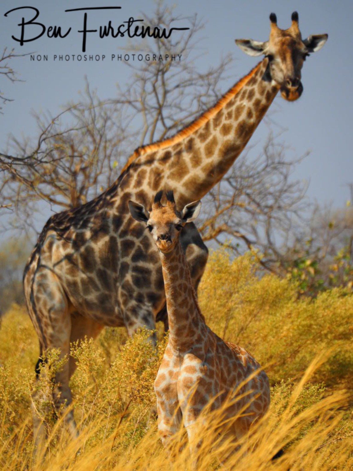 Let’s check it put, Moremi National Park, Botswana 