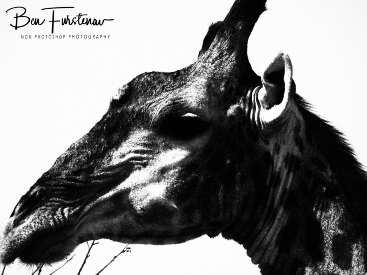 Close up caption, Moremi National Park, Botswana 