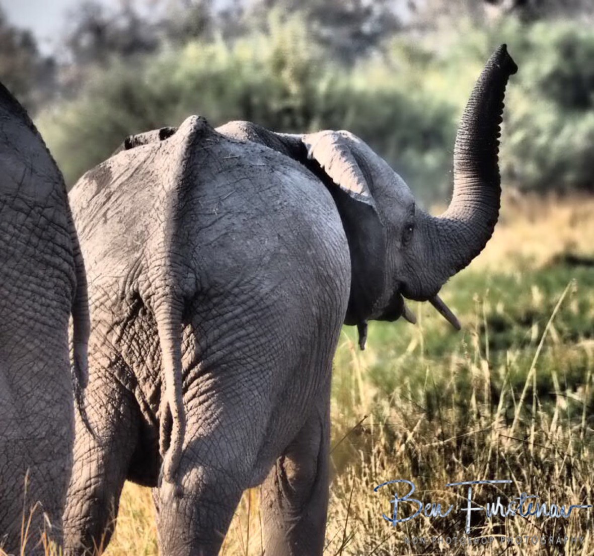 Youngster showing the middle finger, Moremi National Park, Botswana