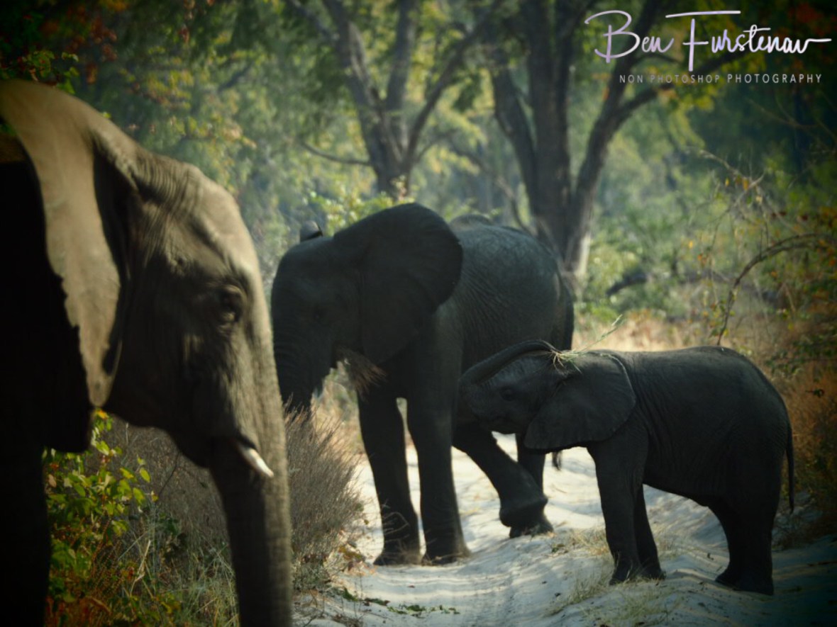 Photo bombed by an elephant, Chobe National Park, Okavango Delta, Botswana 