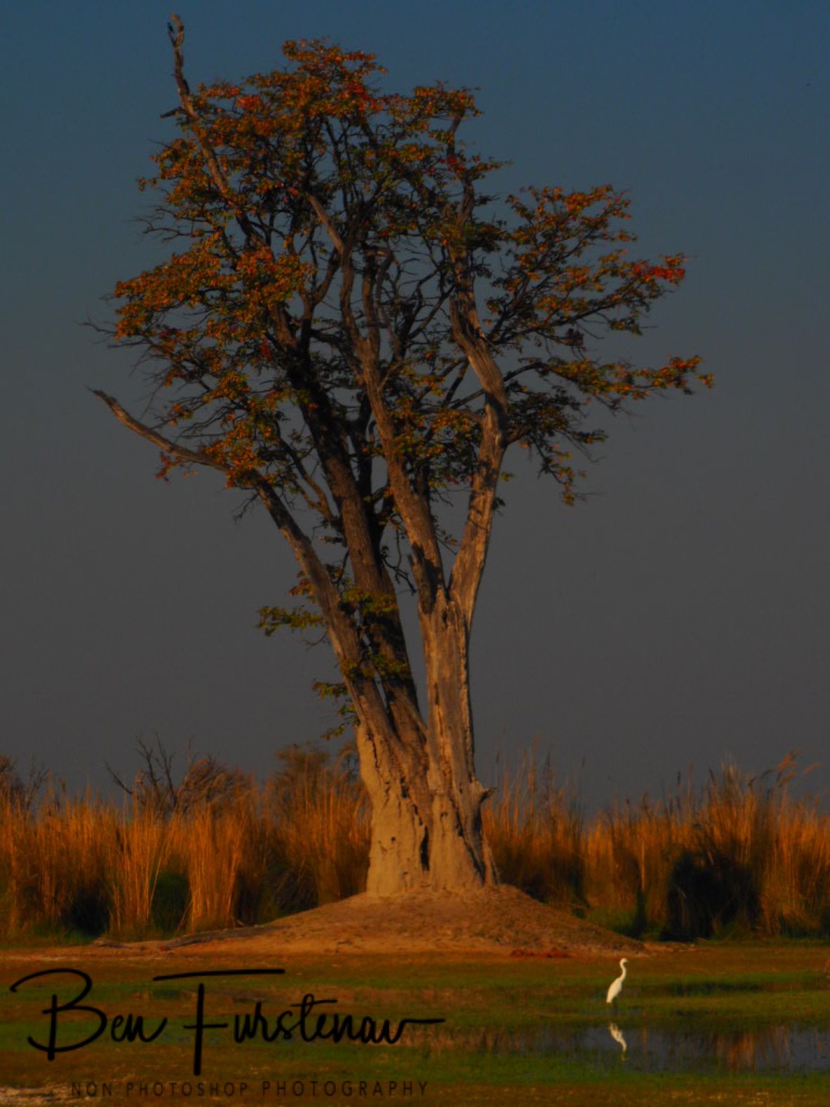 Last outpost before the swamp, paradise pools, Moremi National Park, Okavango Delta, Botswana 