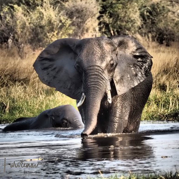 Shiny new, Moremi National Park, Botswana
