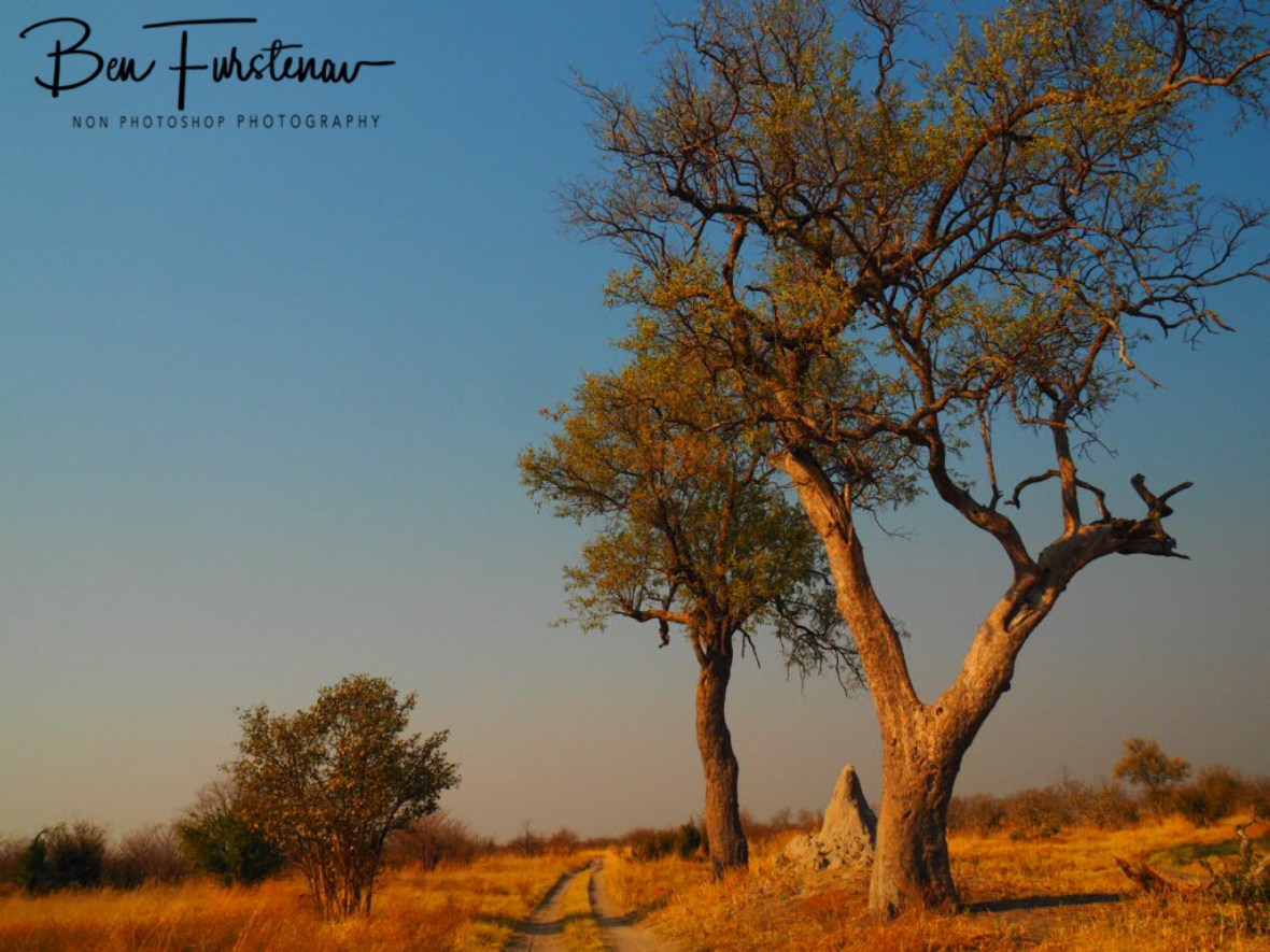 Spectacular Kalahari scenes, Chobe National Park, Okavango Delta, Botswana 