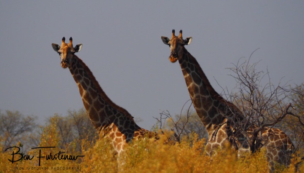 Double vision, Moremi National Park, Botswana 