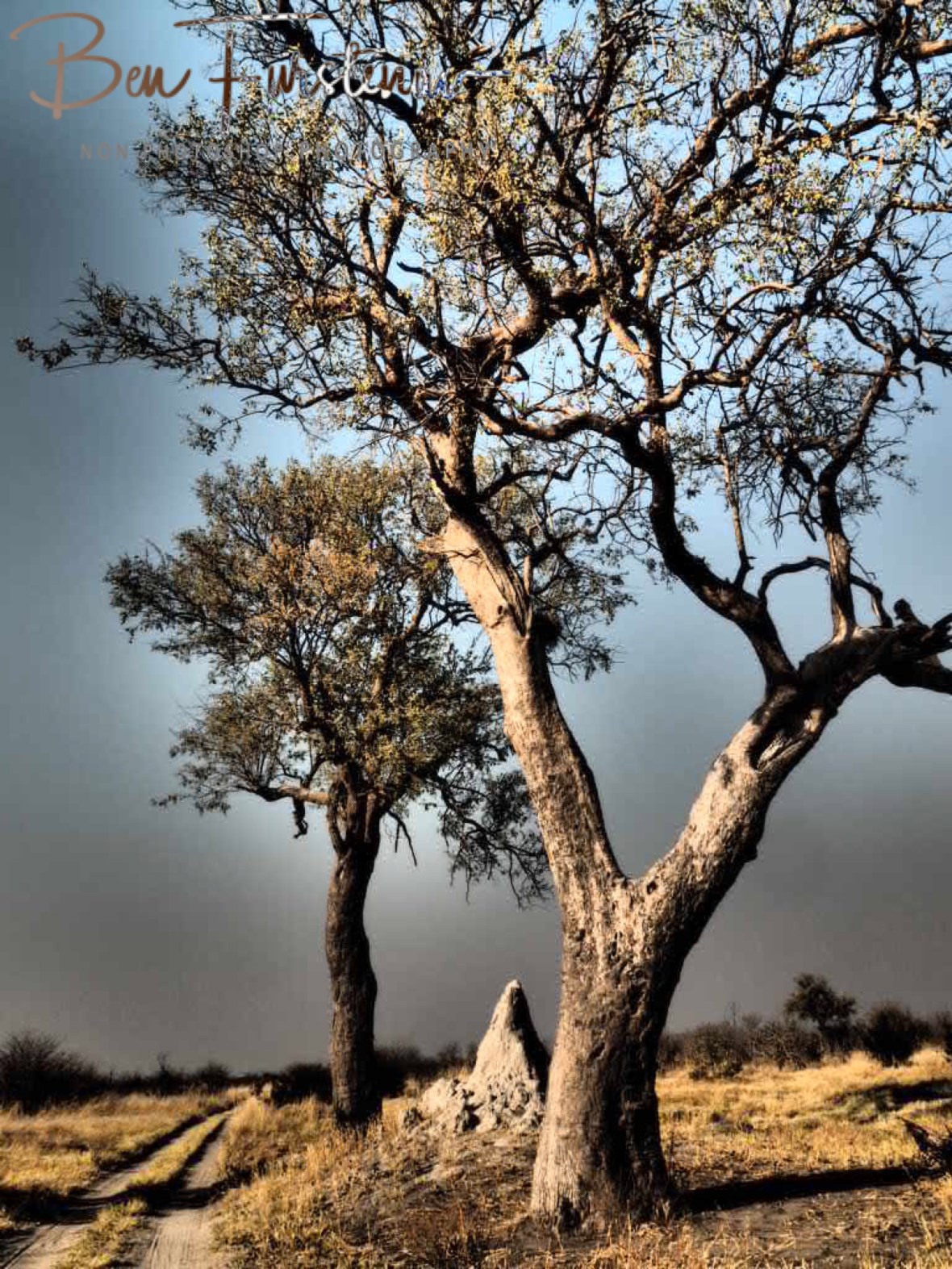 Open plains at Moremi National Park, Okavango, Botswana