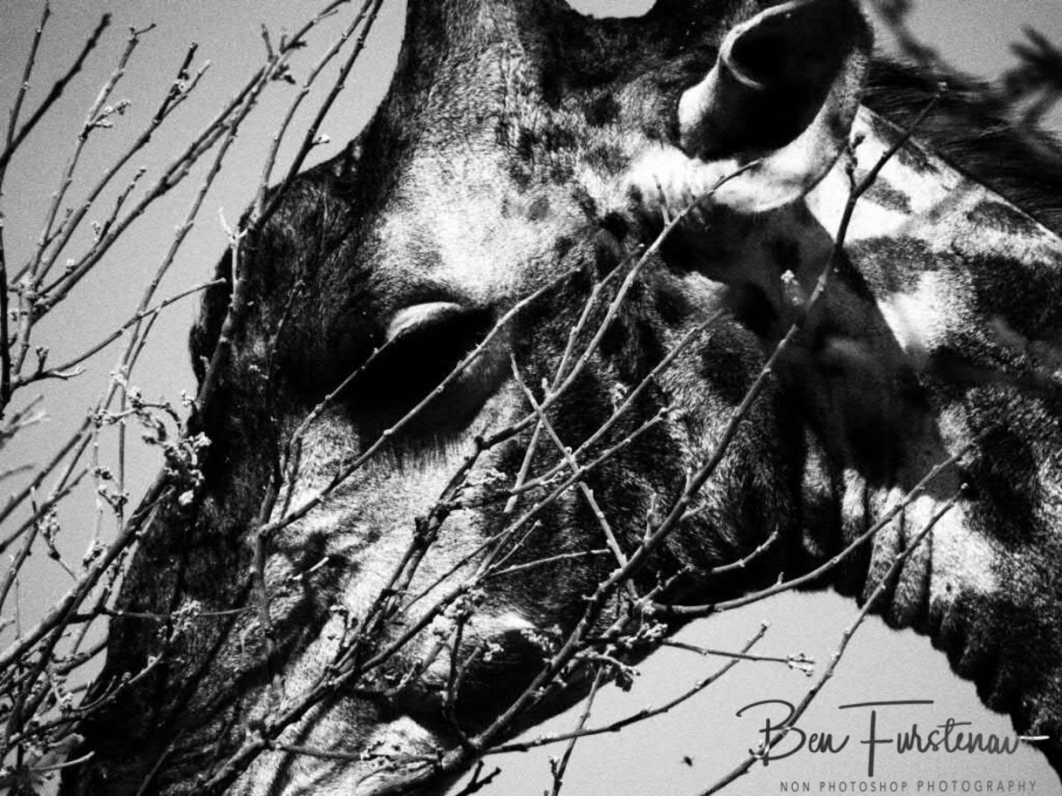 Giraffe close up, Moremi National Park, Okavango Delta, Botswana 