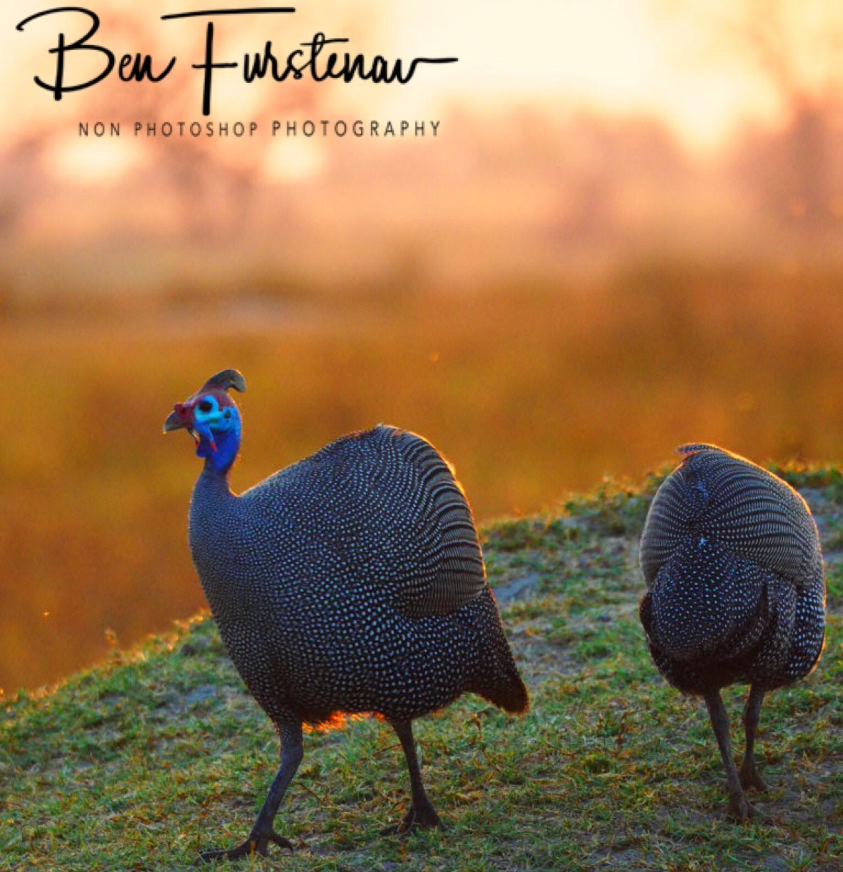 Guinea fowl, Moremi National Park, Okavango Delta, Botswana 