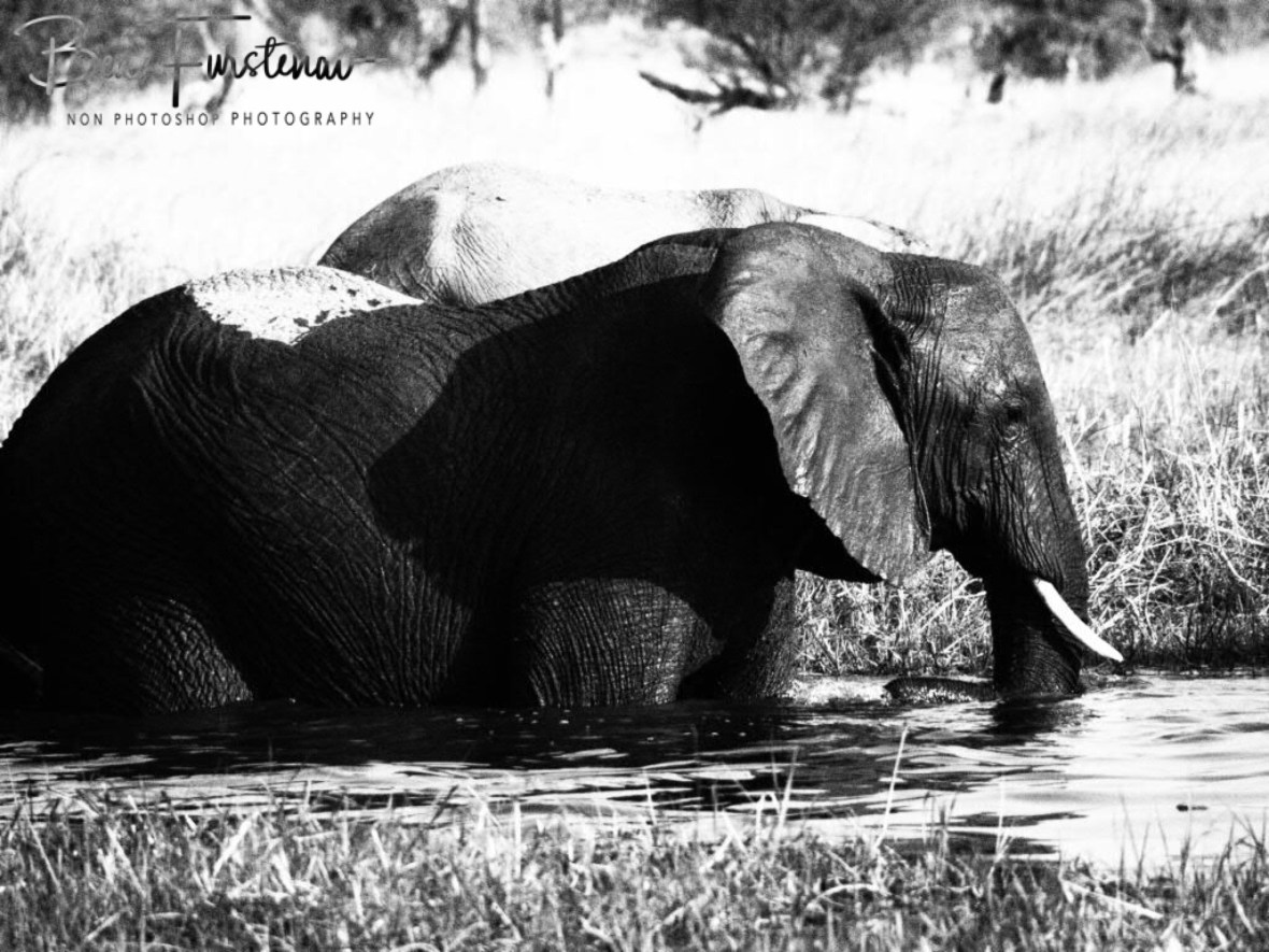 Literally black and white, Moremi National Park, Botswana