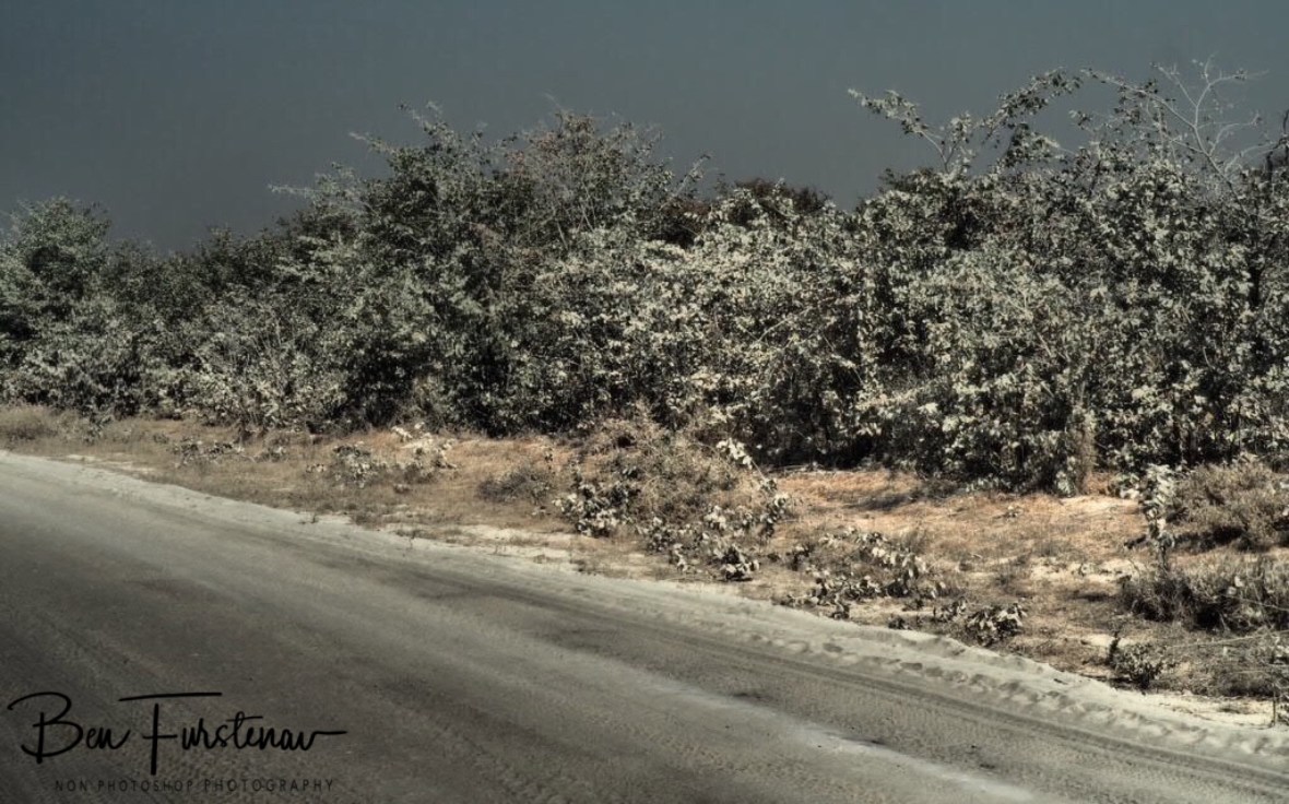 Early Christmas in Moremi National Park, Okavango Delta, Botswana