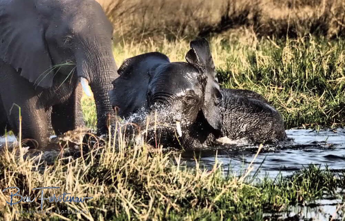 Don’t play with your food, Moremi National Park, Botswana