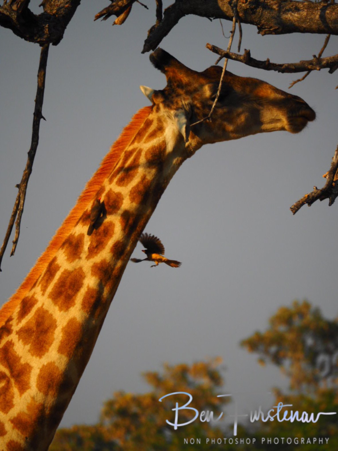 Flight invaders, Moremi National Park, Botswana 