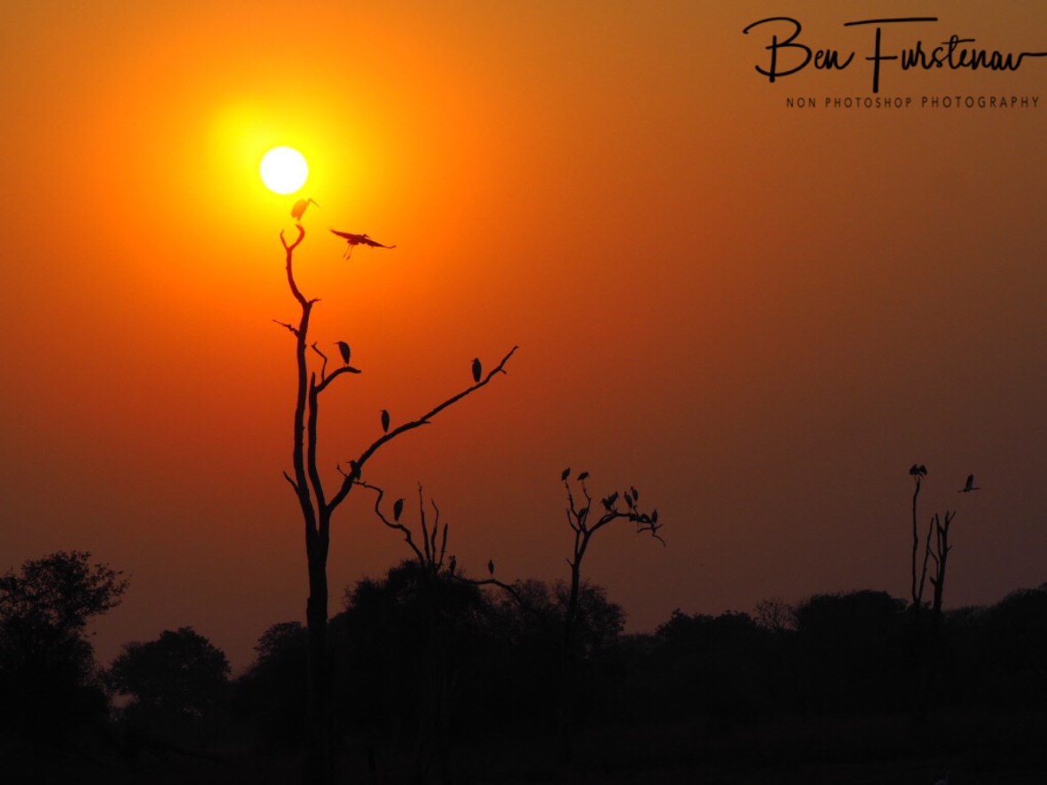 Sunrise birdlife, Kafue National Park, Zambia