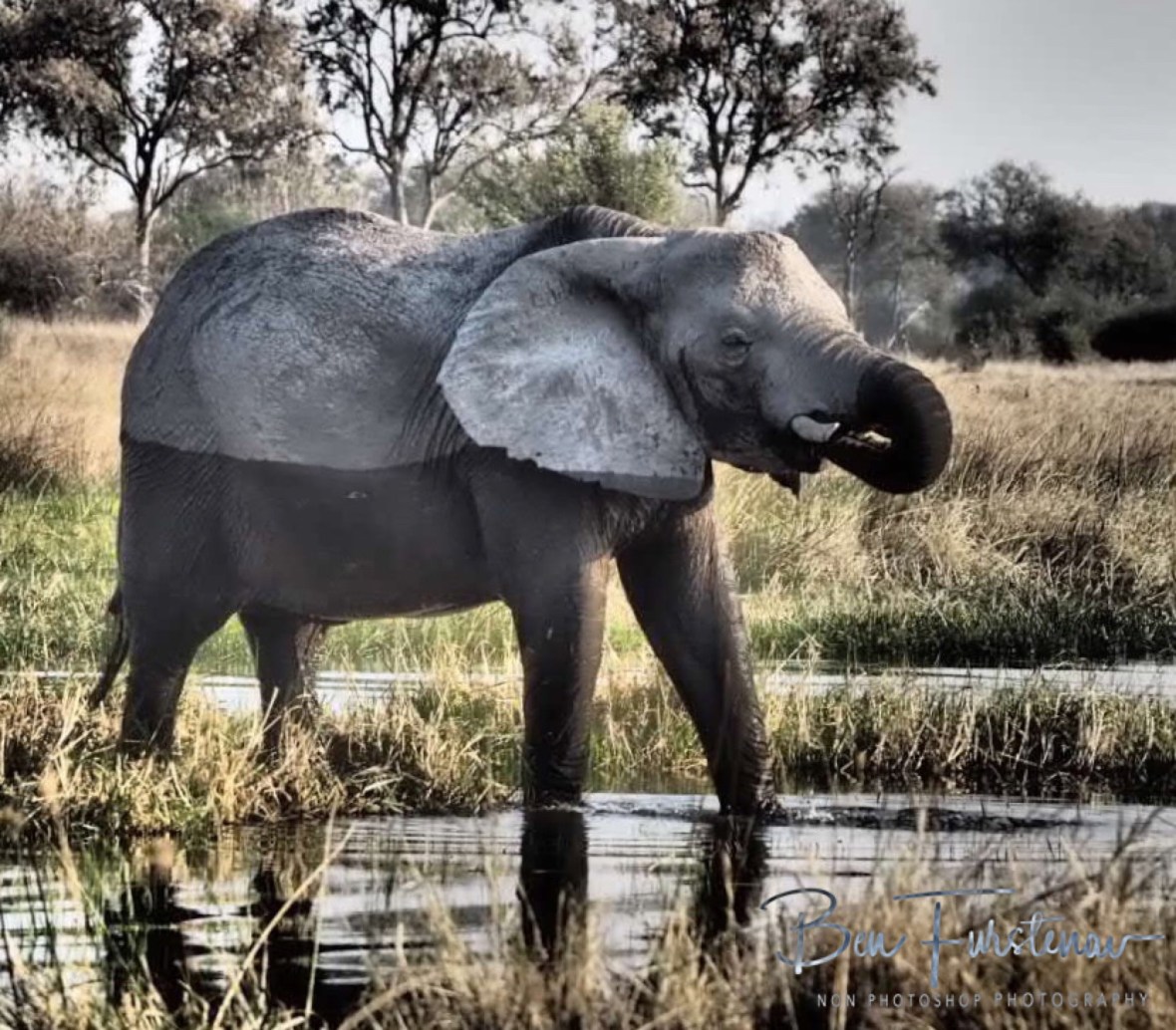 Tuxedo, Moremi National Park, Botswana