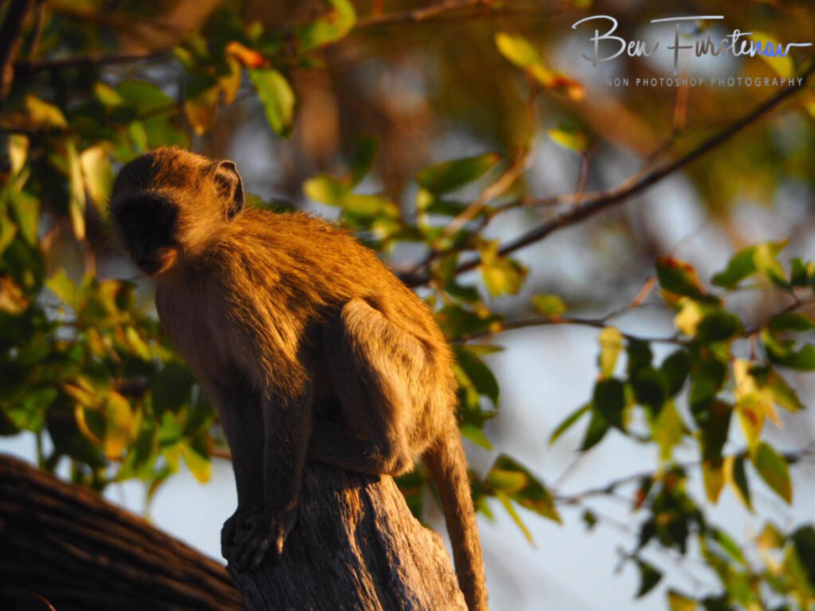 Monkey outpost, Moremi National Park, Okavango Delta, Botswana 