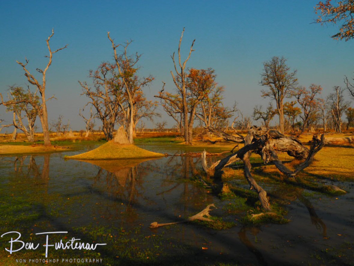 Paradise pools, Moremi National Park, Okavango, Botswana