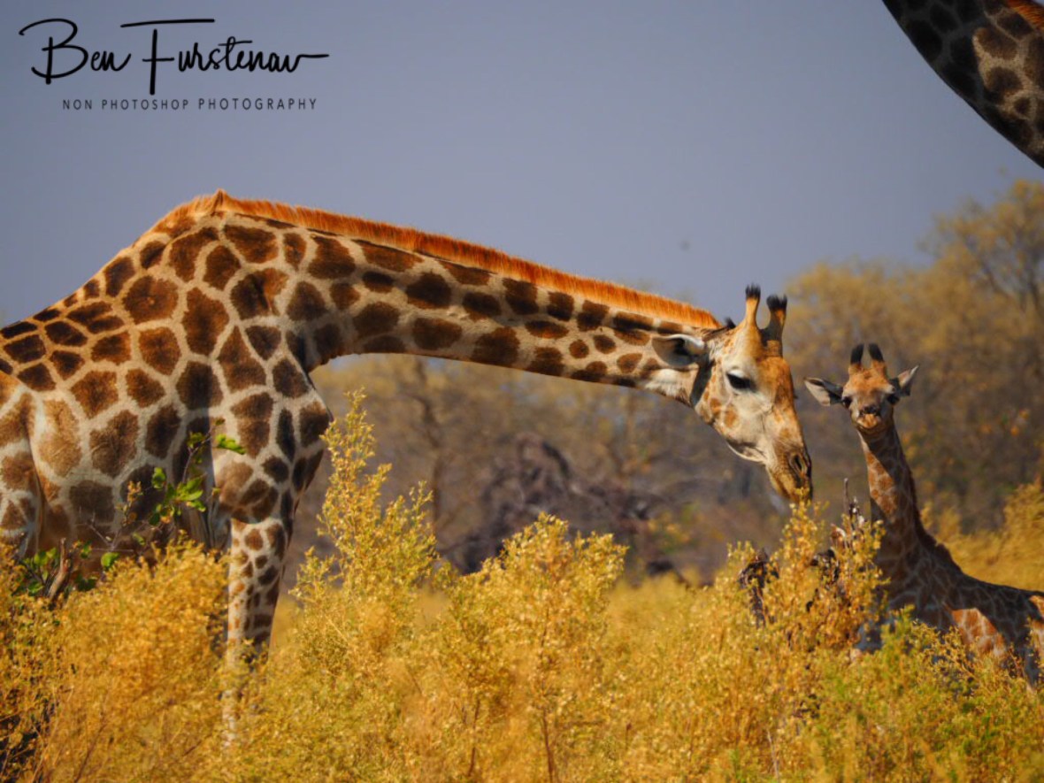Oh look, a zebra!, Moremi National Park, Botswana 