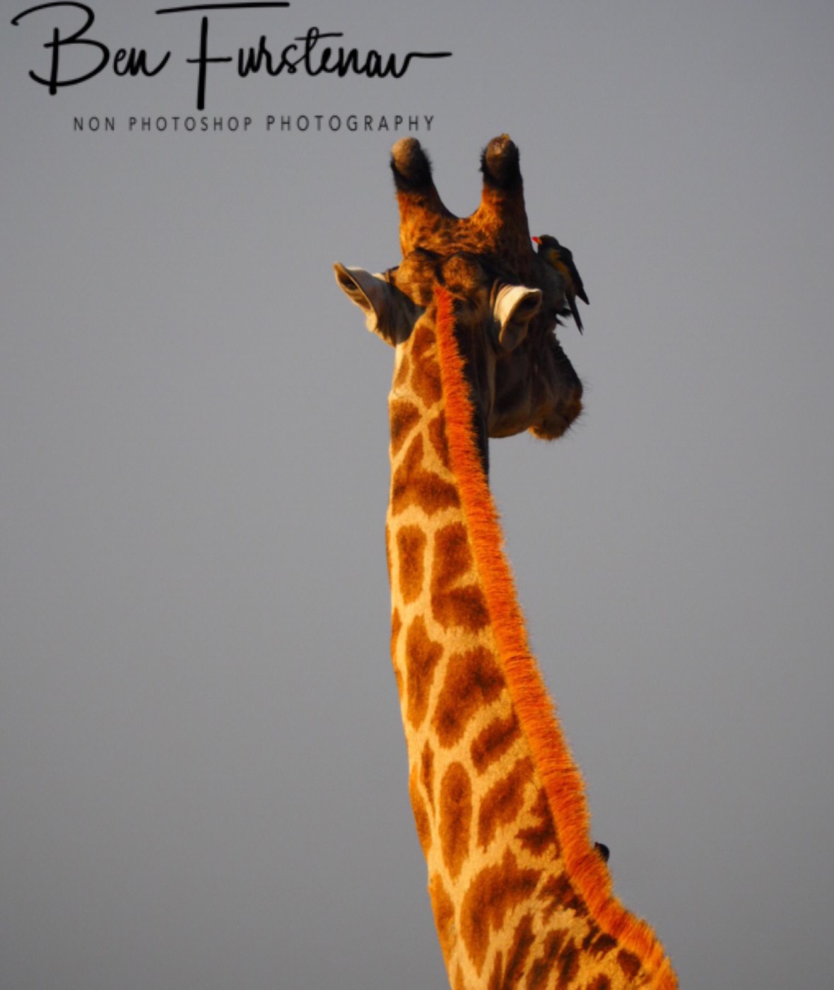 Peace for a moment, Moremi National Park, Botswana 