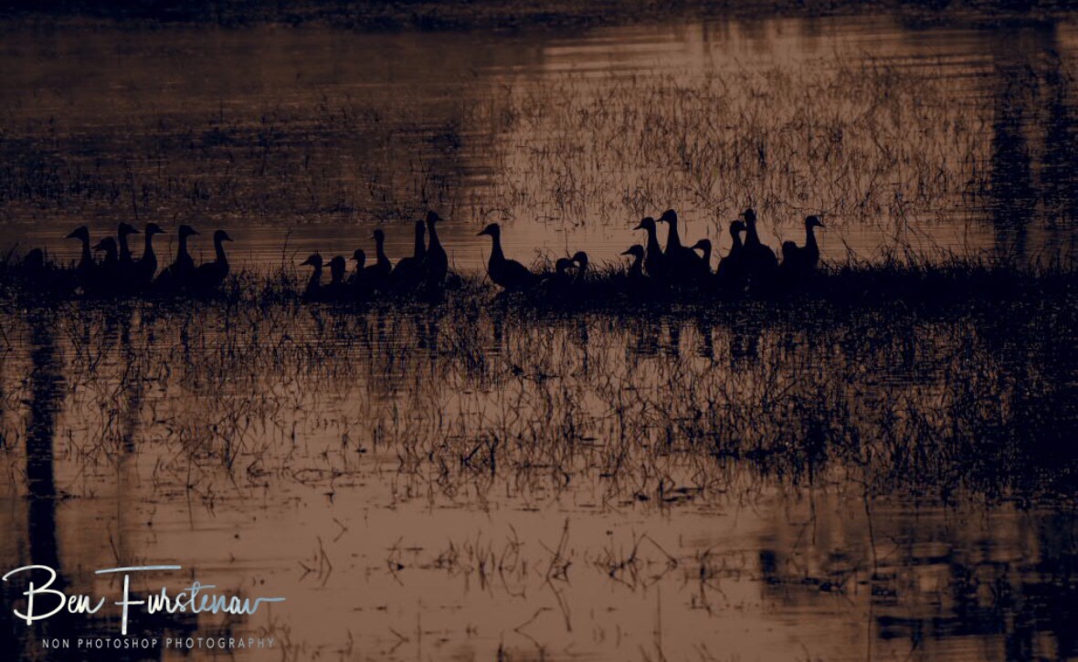 Early morning gathering, Kafue National Park, Zambia