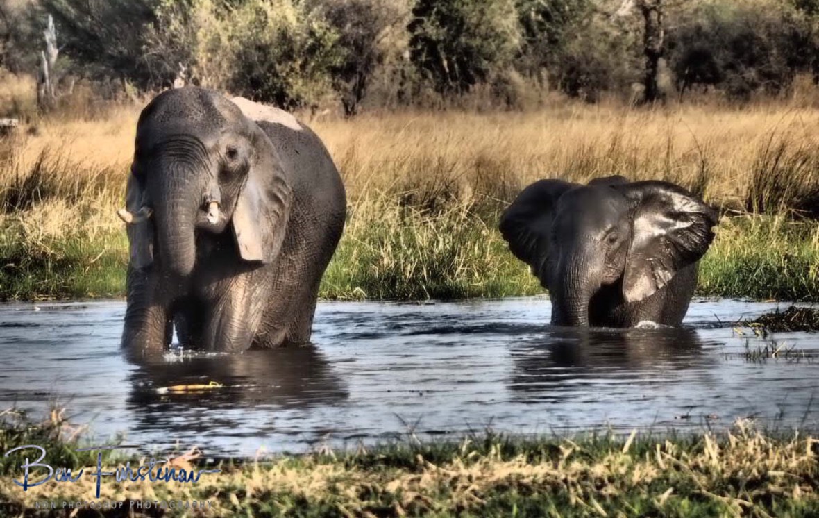Elephants and water, just magic, Kwai Region, Okavango Delta, Botswana 