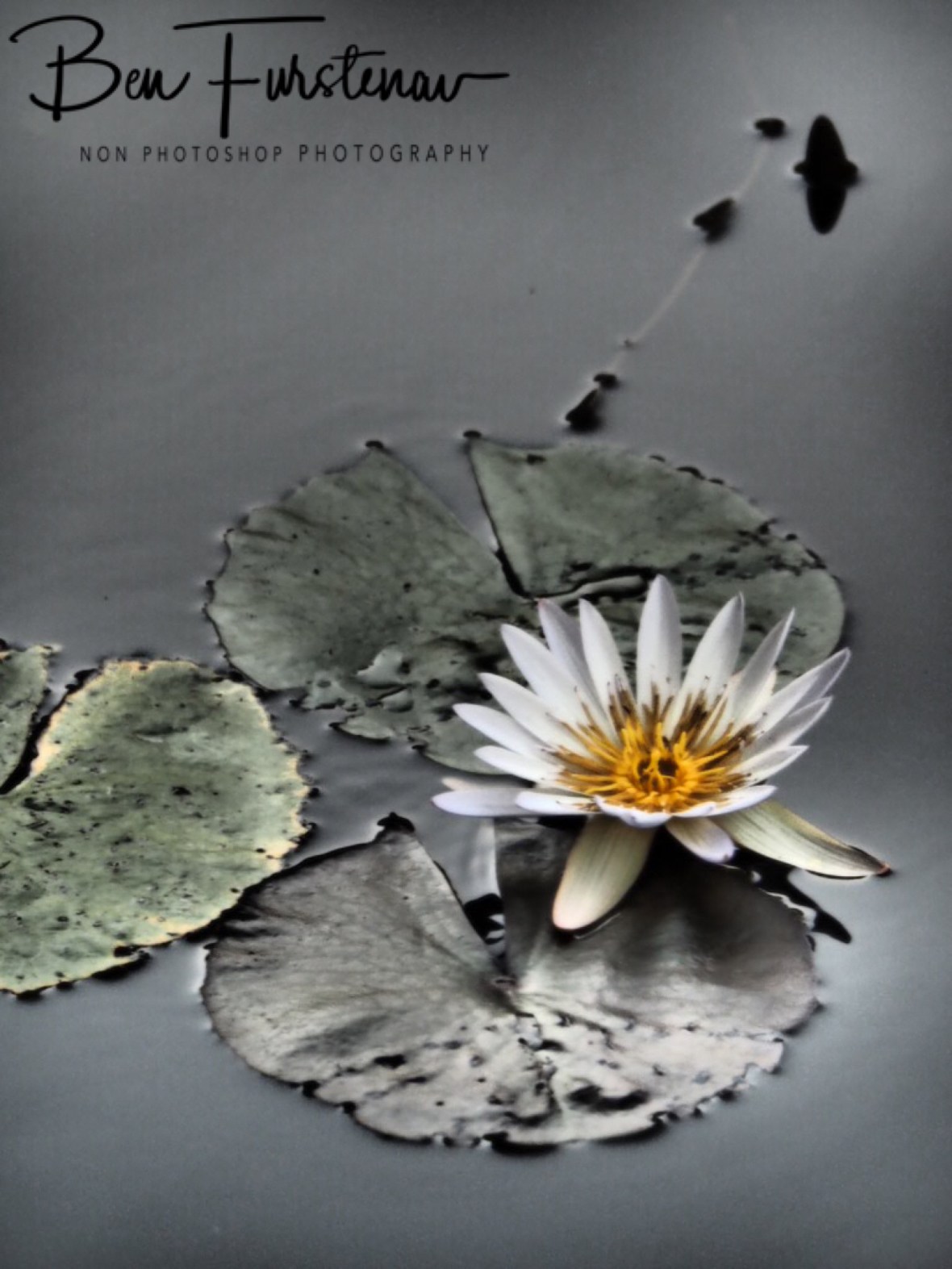 Water lilies in Liuwa Plains National Park, Zambia 
