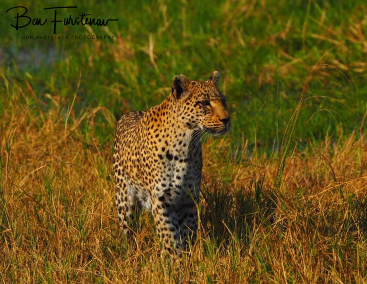 Some movement in the high grass?, Moremi National Park, Botswana 