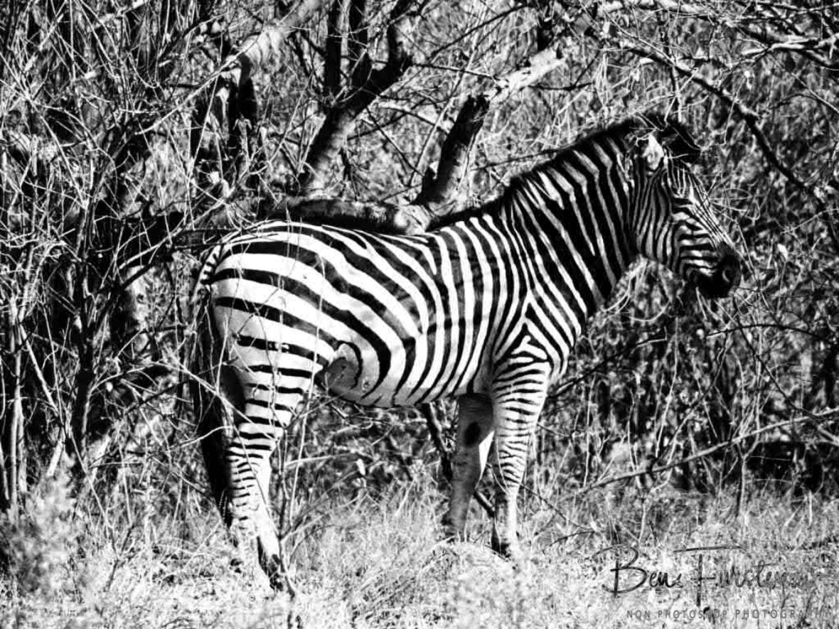 Zebra in disguise, Moremi National Park, Botswana