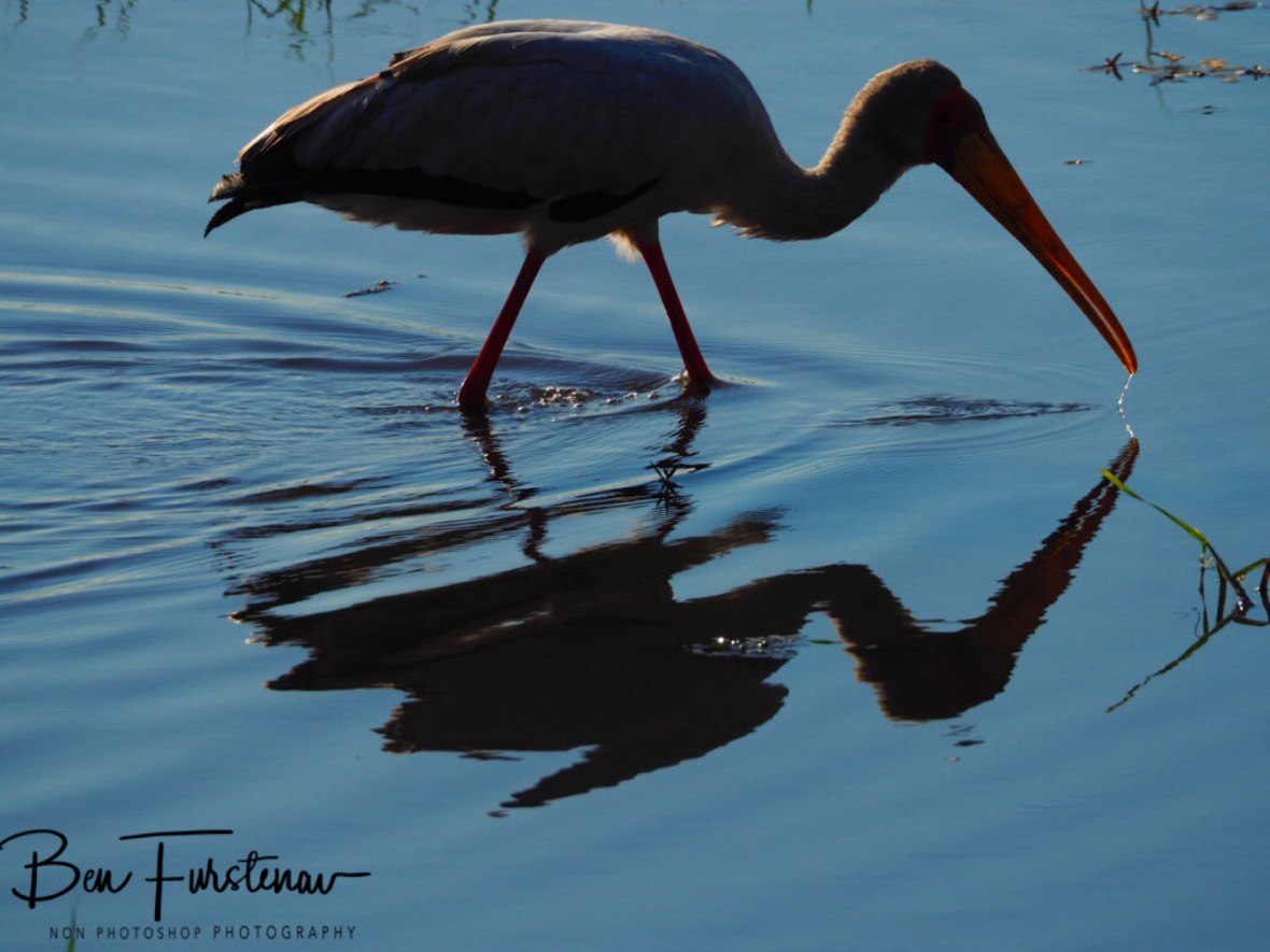 Yellow Billrd Stork reflections, Chobe National Park, Botswana